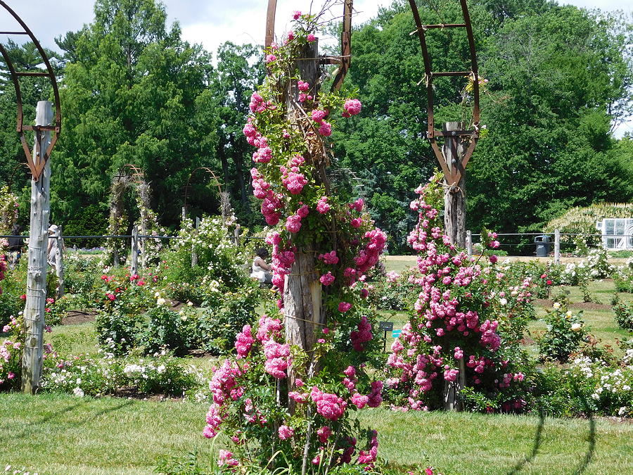 Rose Trellis Photograph by Catherine Gagne