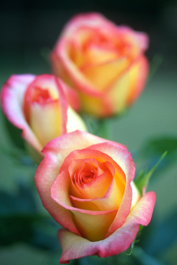Flower Photograph - Rose Trio by Kathy Yates