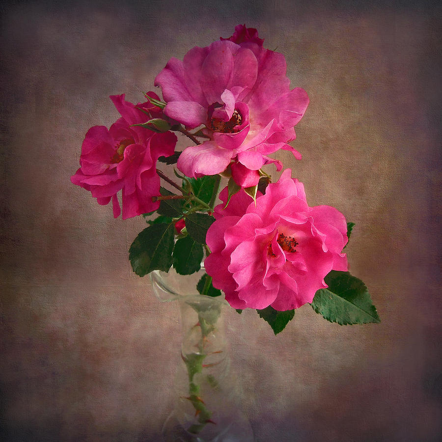 Rose Trio Still Life Photograph by Louise Kumpf