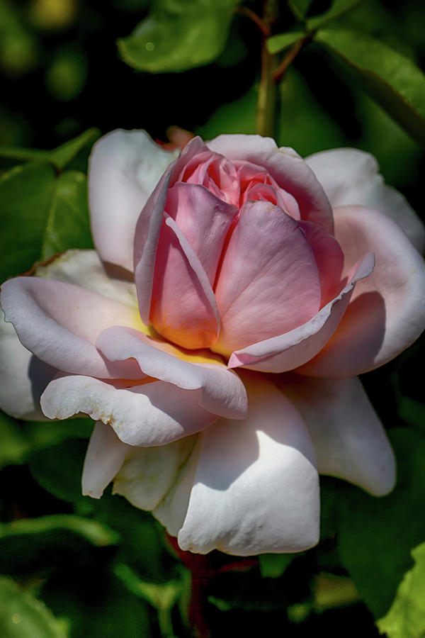 Rose Upon Opening Photograph by John Haldane