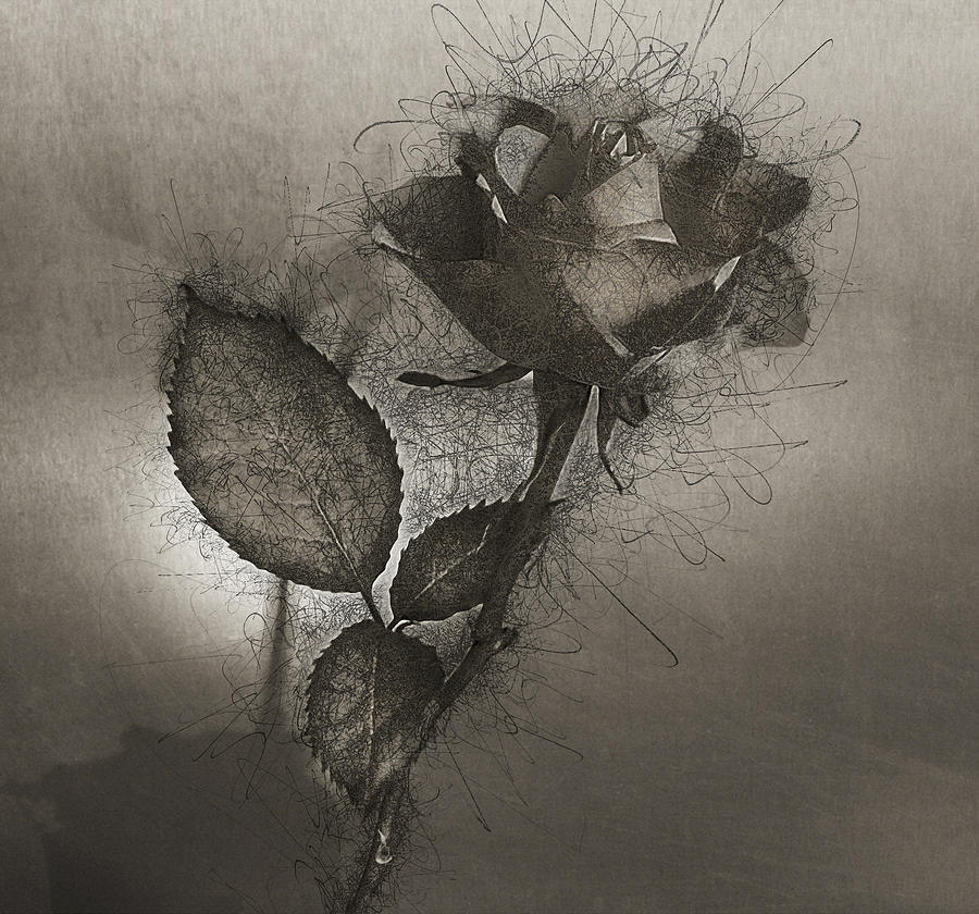 Rose Variation#04 Photograph by Richard Wiggins