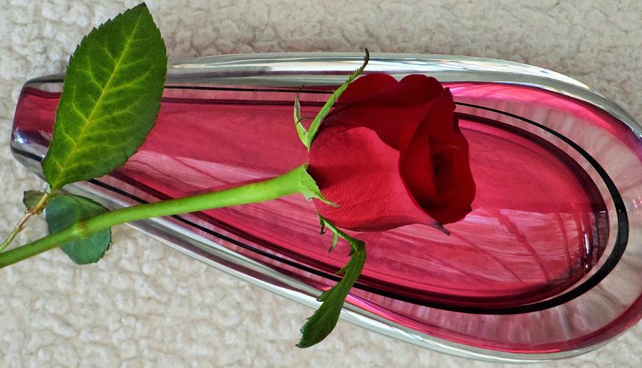 Rose    Vase     Photograph by John Glass