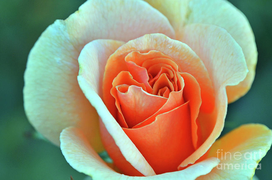 Rose Veins Photograph by Debby Pueschel