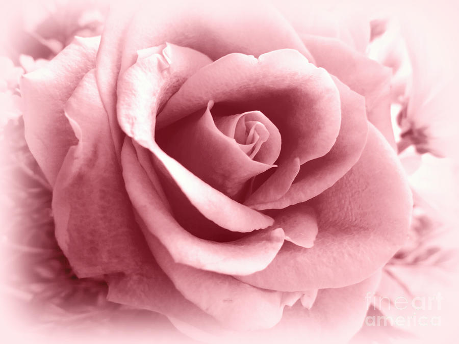 Rose Vignette Pink Photograph by Susan Lafleur