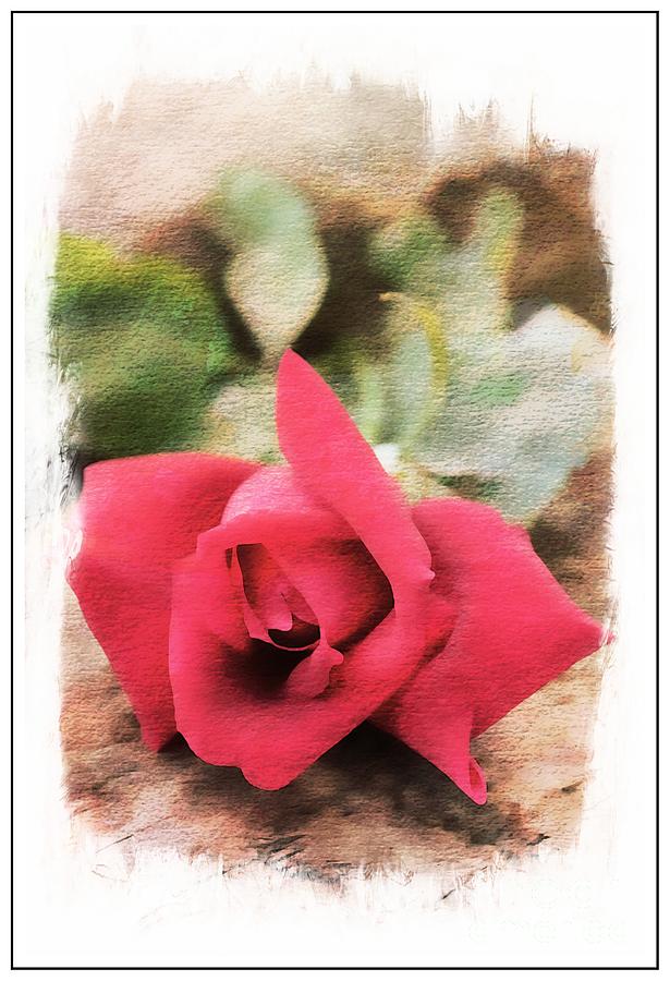 Rose Watercolor Photograph by Clare Bevan