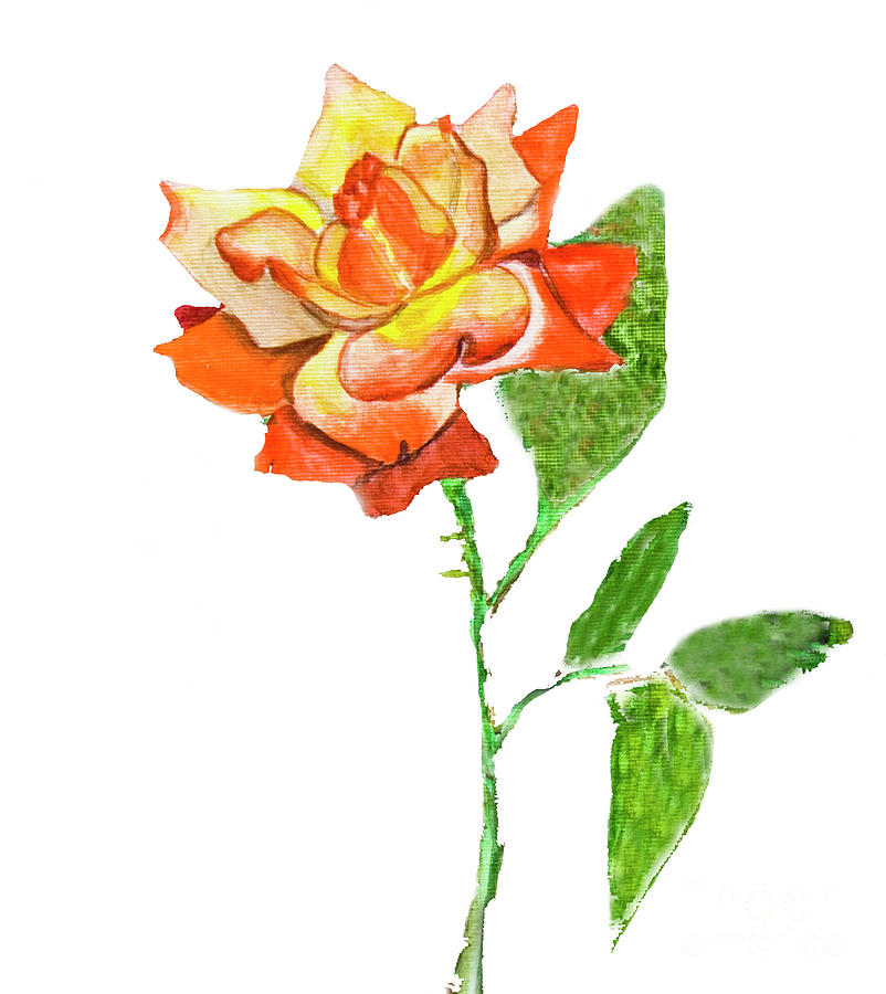 Rose, watercolor painting Painting by Irina Afonskaya