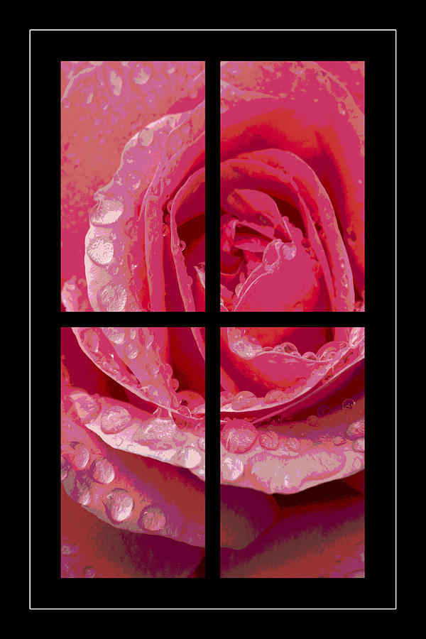 Rose Window Photograph by Hazy Apple