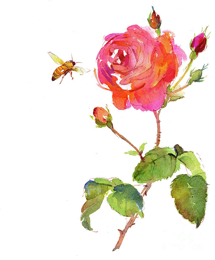 Rose Painting - Rose with bee by John Keeling
