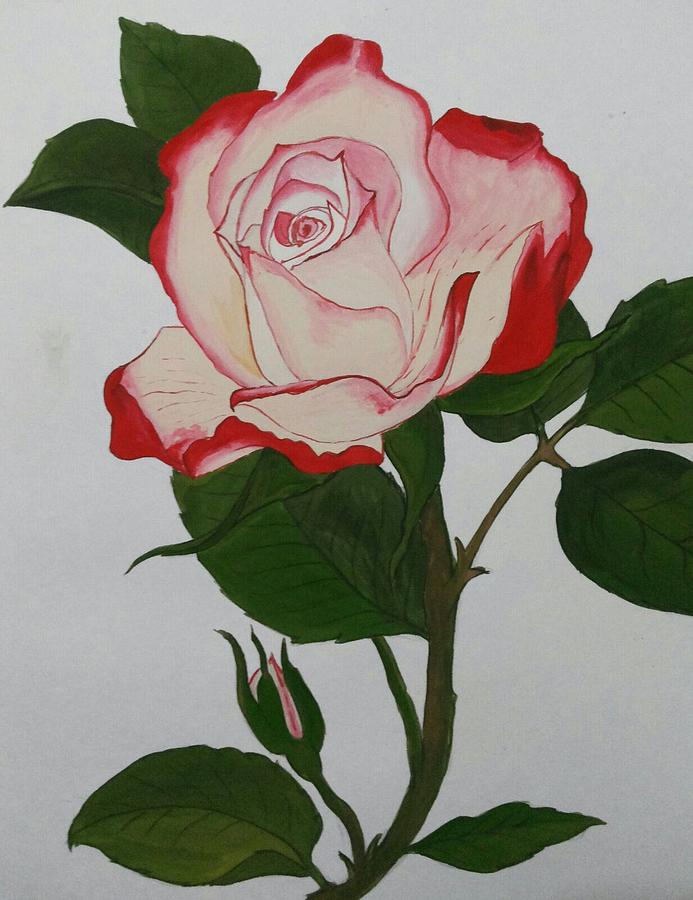 Rose Drawing - Rose with bud by Pushpa Sharma