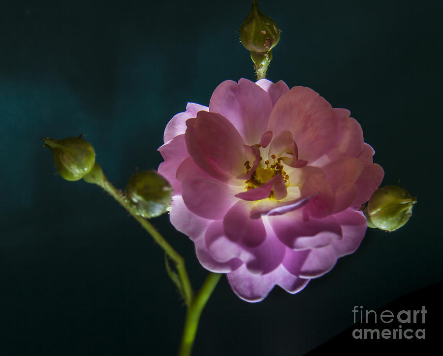 Flowers Still Life Photograph - Rose with Buds by Larry Braun