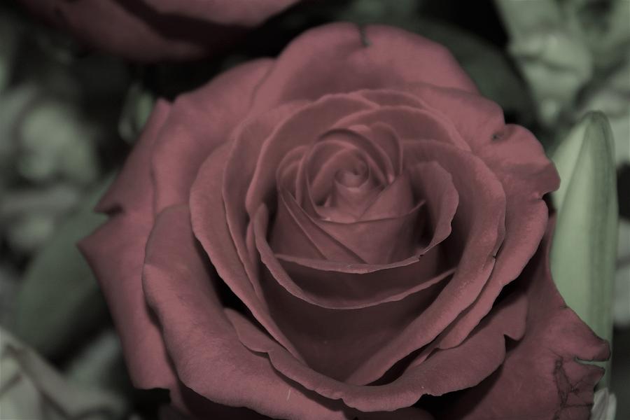 Rose With Filter Photograph