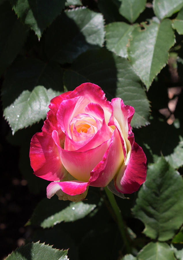 Rose With Highlights Photograph By Lamont Johnson Fine Art America