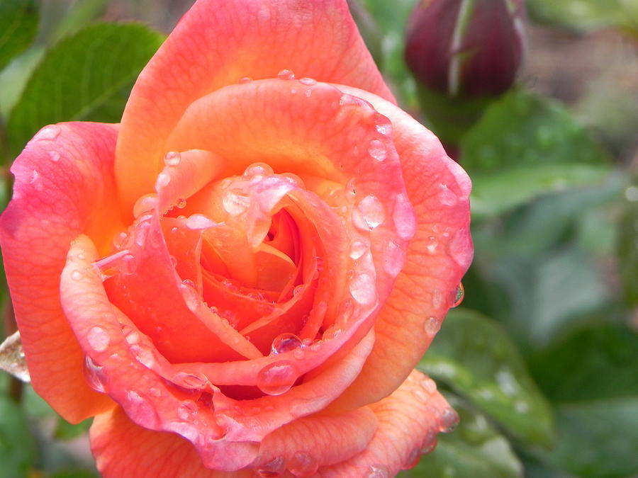 Rose with morning dew Photograph by Arianna Screen | Fine Art America