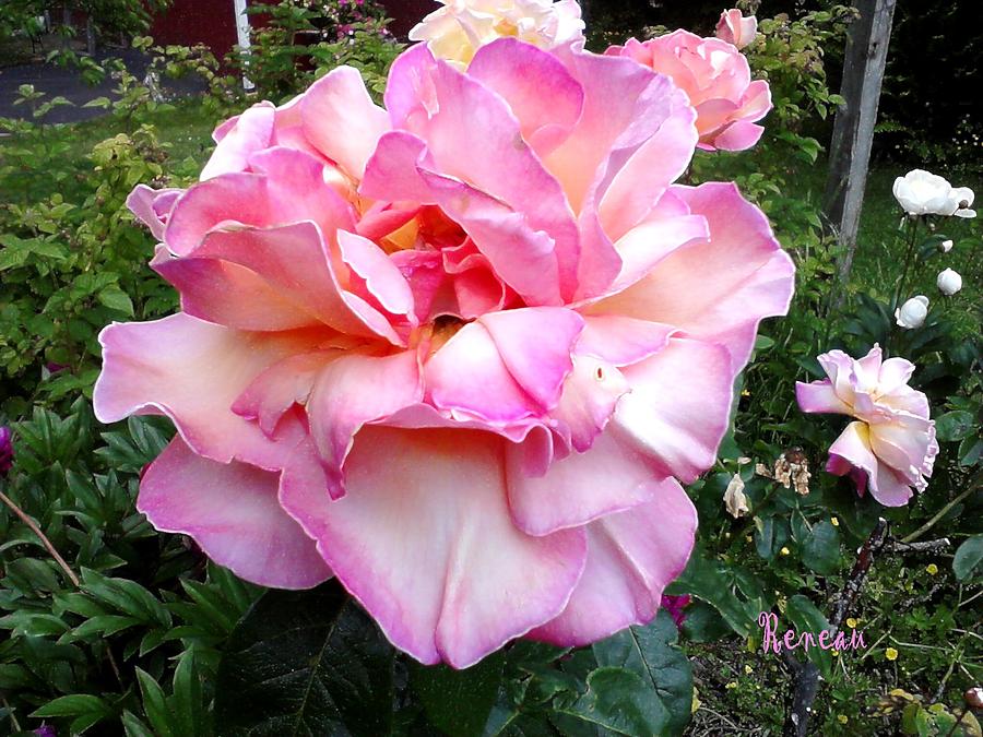 Rose With Soft Lapels Photograph by A L Sadie Reneau