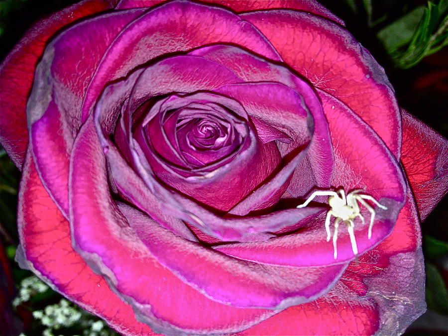 ROSE with SPIDER Photograph by Yelena Tylkina