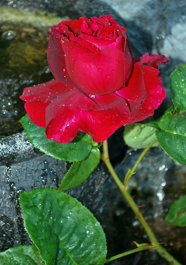 Rose With Water Droplets Photograph By Terence Davis   Rose With Water Droplets Terence Davis 