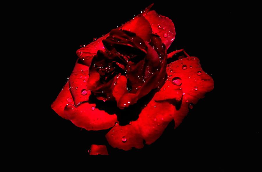 Rose With Water Drops Photograph