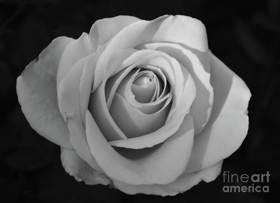 Rose without Color Photograph by Cindy Manero