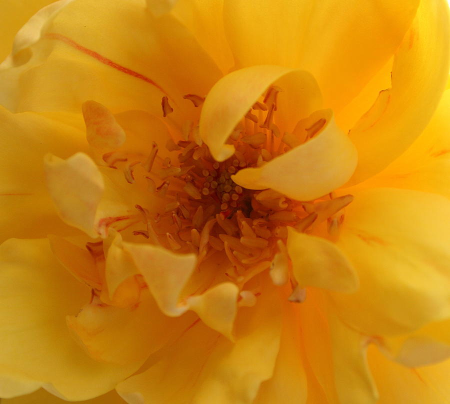Rose Yellow Photograph by Marna Edwards Flavell