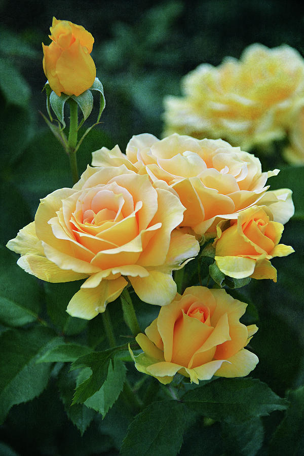 Yellow Roses 3 Photograph by Isabela and Skender Cocoli - Fine Art America