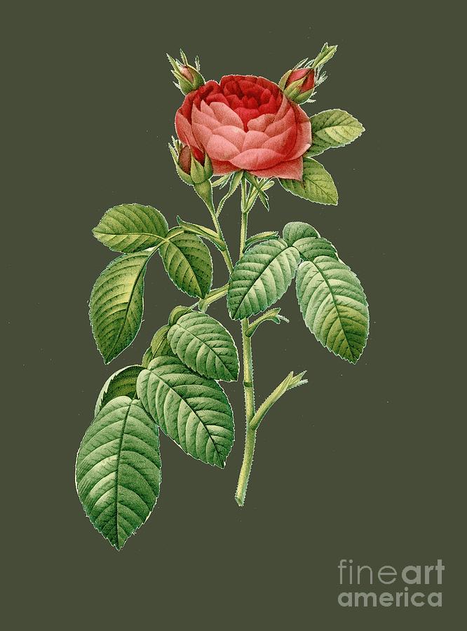 Rose Painting - Rose103 by The one eyed Raven