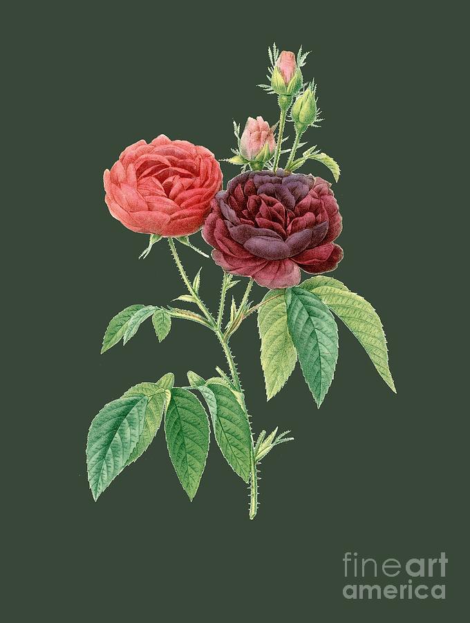 Rose Painting - Rose64 by The one eyed Raven