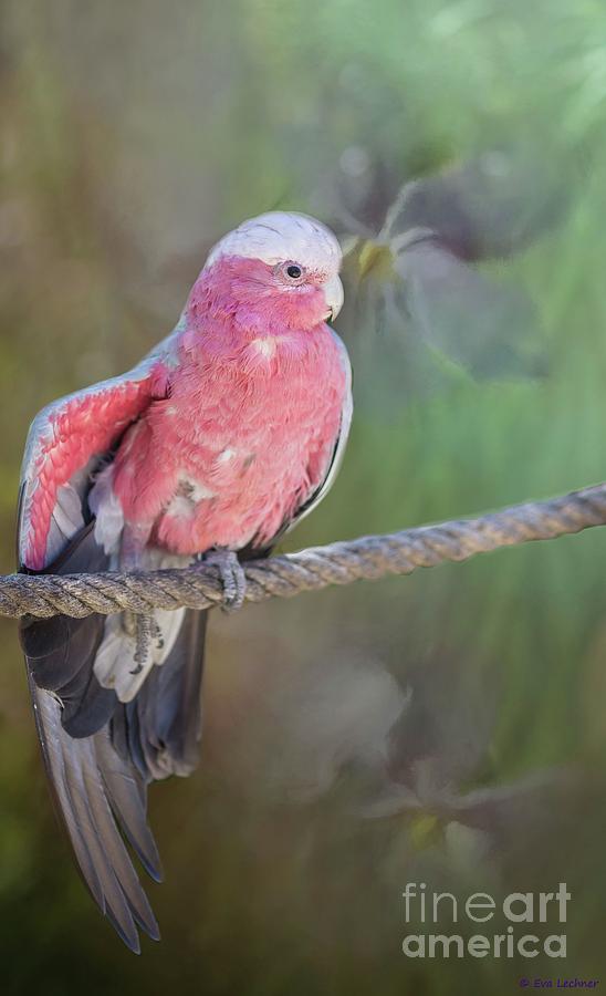 Parrot Photograph - Roseate Cockatoo by Eva Lechner