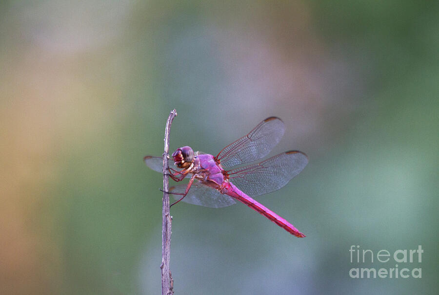 Roseate Skimmer Dragonfly in morning light Photograph by Ruth Jolly