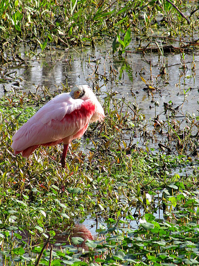 Roseate Spoonbill 000 Photograph by Christopher Mercer