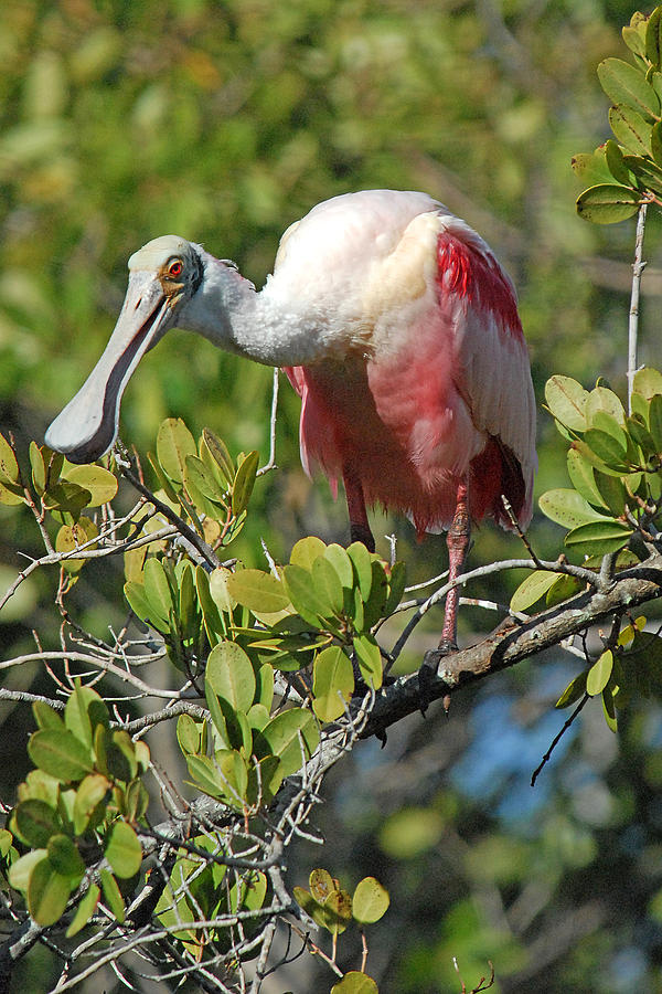 Roseate Spoonbill Photograph by Alan Lenk