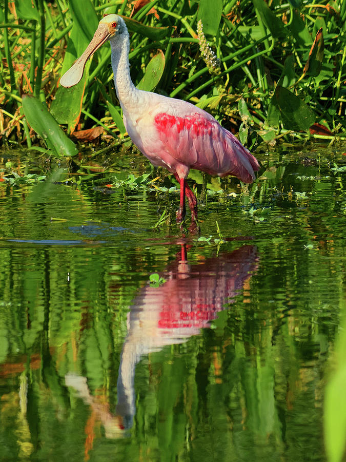 Roseate Spoonbill and Reflection Photograph by Jill Nightingale