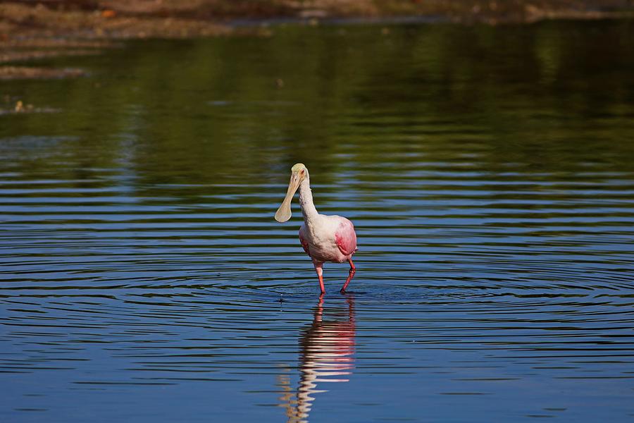 Roseate Spoonbill at Ding I Photograph by Michiale Schneider
