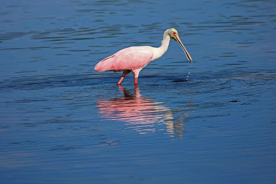 Roseate Spoonbill at Ding II Photograph by Michiale Schneider