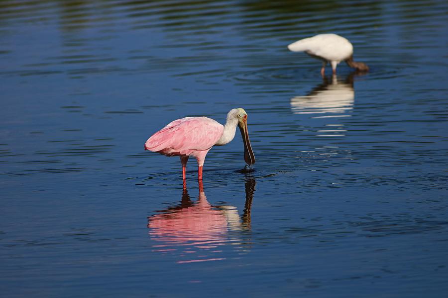 Roseate Spoonbill at Ding III Photograph by Michiale Schneider