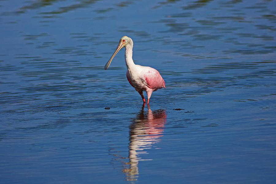 Roseate Spoonbill at Ding V Photograph by Michiale Schneider