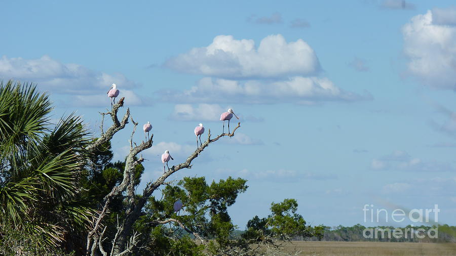 Roseate Spoonbill Photograph by Audrey Peaty