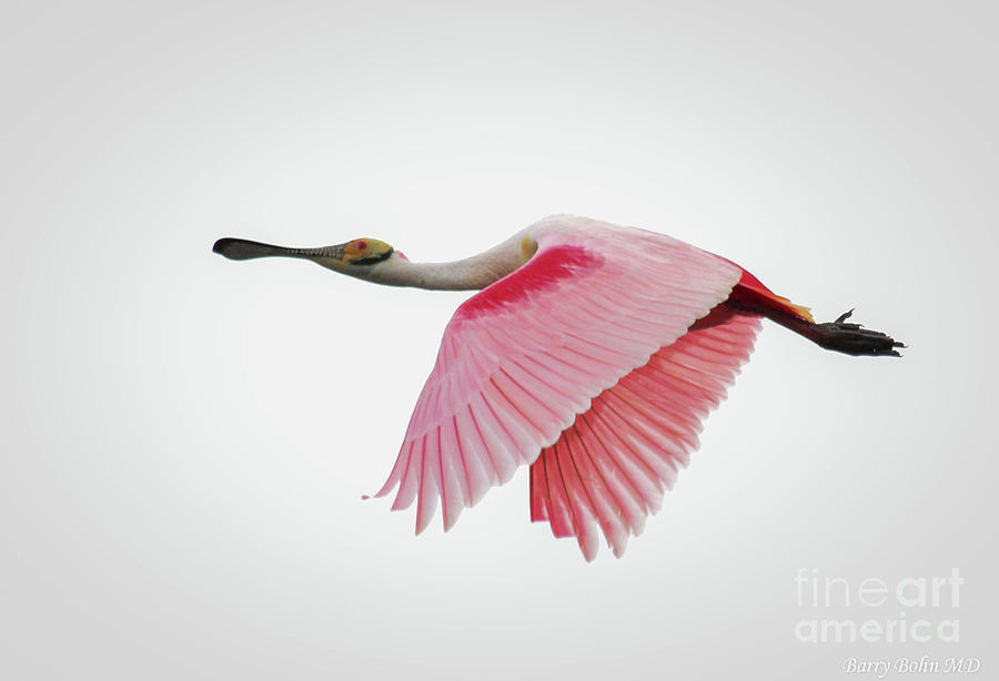 Roseate spoonbill Photograph by Barry Bohn