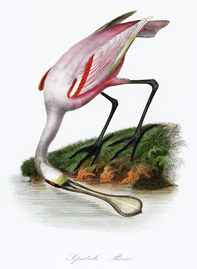 Roseate spoonbill by the water Drawing by Vincent Monozlay