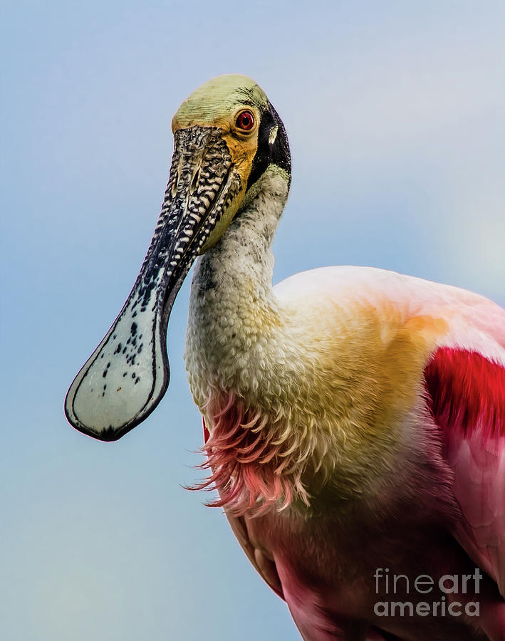 Roseate Spoonbill Close-Up Photograph by Robert Frederick