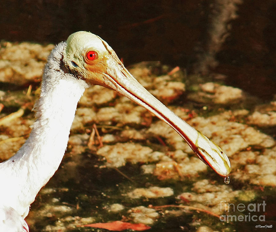 Roseate Spoonbill Close-up Photograph by Terri Mills