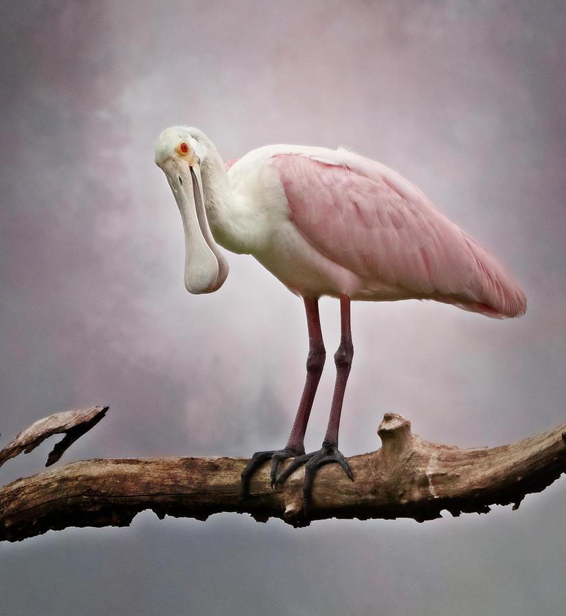 Bird Photograph - Roseate Spoonbill Costa Rica by Joan Carroll