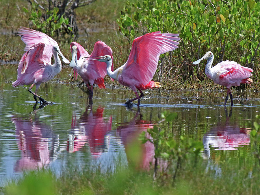 Roseate Spoonbill Dance Photograph by Mercedes Martishius - Fine Art ...