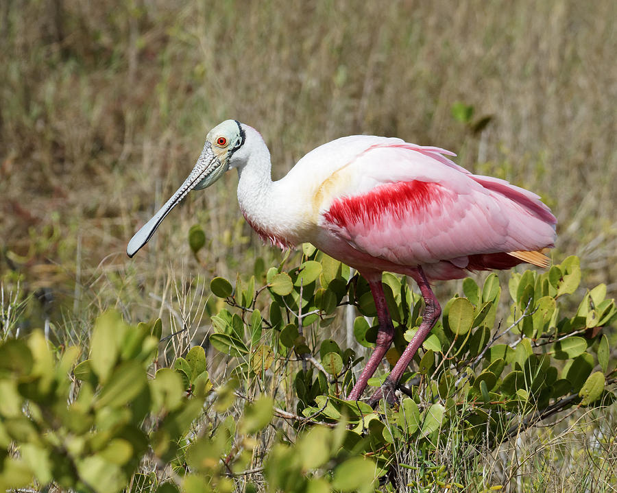 Roseate Spoonbill Photograph by Darin Volpe