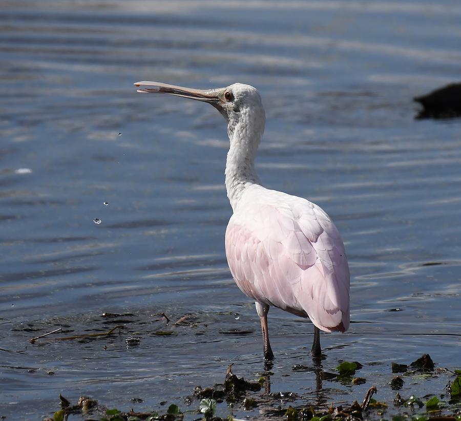 Roseate Spoonbill Photograph by David Campione