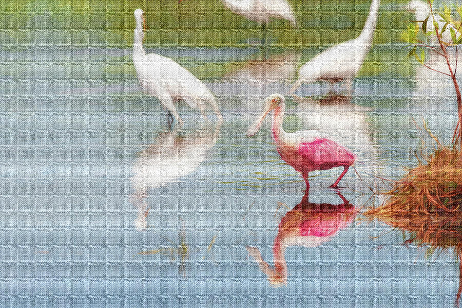 Roseate spoonbill eating in a lagoon with other egrets Photograph by Dan Friend