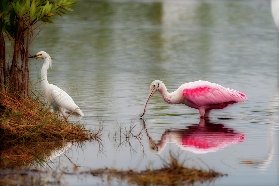 Roseate spoonbill eating in southern Florida Photograph by Dan Friend