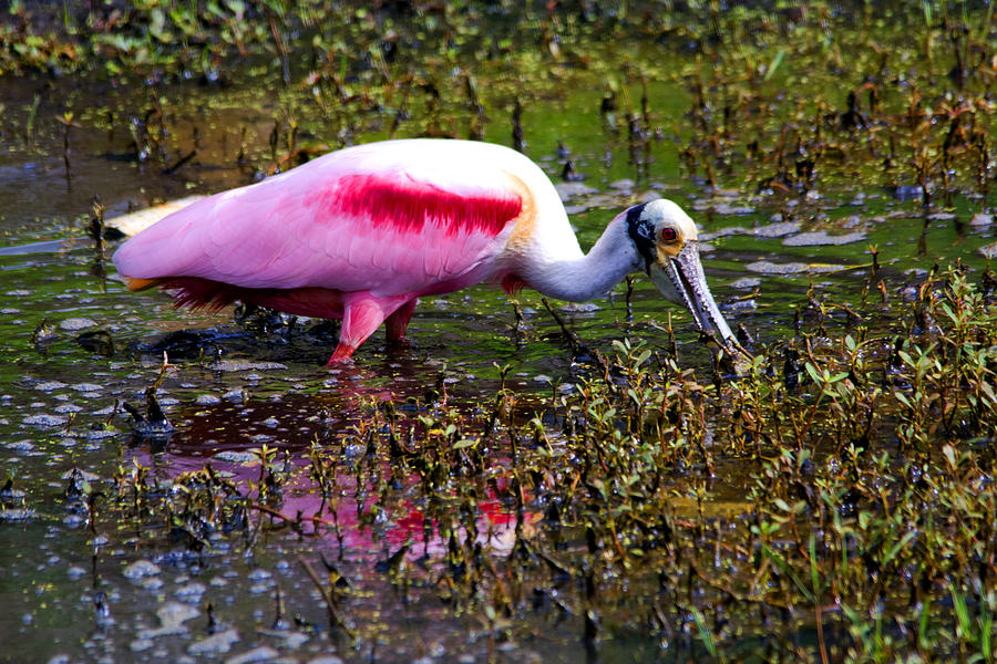 Roseate Spoonbill Eating Photograph by Ric Aldrich