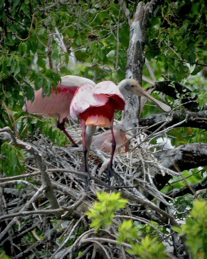 Roseate Spoonbill Family Photograph by Carol Bradley