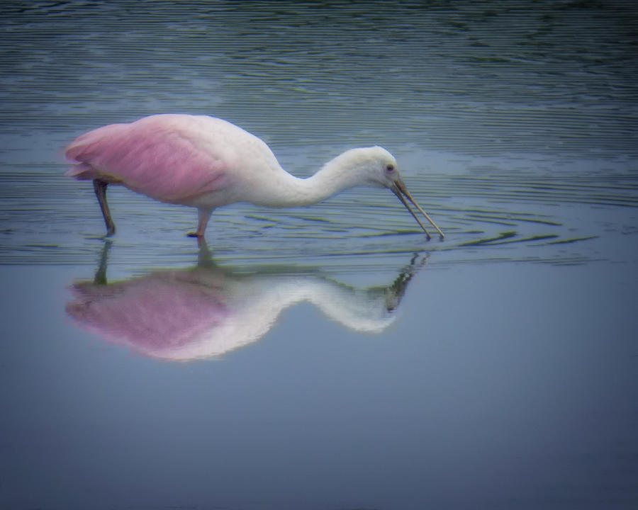 Roseate Spoonbill Feeding Photograph by Mitch Spence