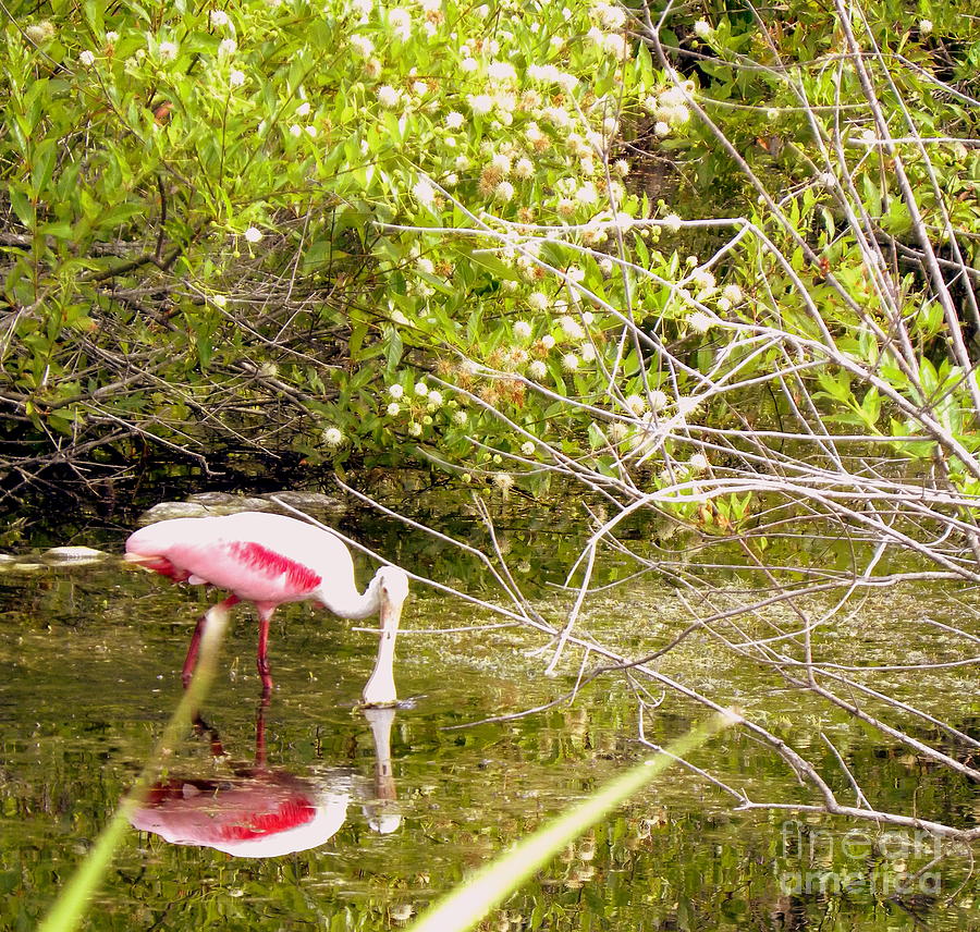 Roseate Spoonbill Feeding Photograph by Terri Mills Roseate Spoonbill Feeding Photograph by Terri Mills